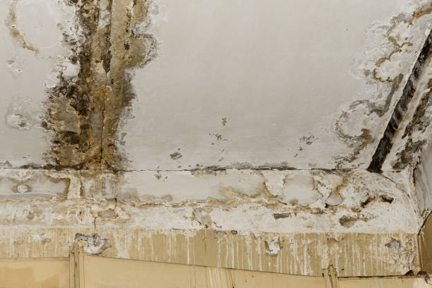 Mold Remediation for Rental Properties in Cresson, TX