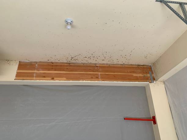 Best Mold Removal for HVAC Installations  in Cresson, TX